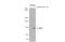 Nuclear Factor, Erythroid 2 Like 2 antibody, GTX135165, GeneTex, Western Blot image 