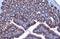 Forkhead Box O3 antibody, NBP2-16521, Novus Biologicals, Immunohistochemistry paraffin image 