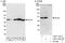 THAP Domain Containing 11 antibody, A303-180A, Bethyl Labs, Immunoprecipitation image 