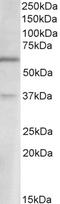 CCAAT Enhancer Binding Protein Beta antibody, 43-353, ProSci, Western Blot image 