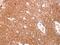 Glutathione S-transferase omega-1 antibody, PA5-31185, Invitrogen Antibodies, Immunohistochemistry frozen image 