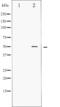 RUNX Family Transcription Factor 1 antibody, abx010587, Abbexa, Western Blot image 