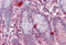 Regulator Of G Protein Signaling 1 antibody, MBS242515, MyBioSource, Immunohistochemistry frozen image 
