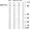 Cadherin 18 antibody, PA5-38855, Invitrogen Antibodies, Western Blot image 