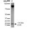 Microtubule Associated Protein 1 Light Chain 3 Alpha antibody, SPC-613D-A680, StressMarq, Western Blot image 