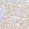 KAP-1 antibody, A300-275A, Bethyl Labs, Immunohistochemistry frozen image 