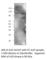 TNF Alpha Induced Protein 3 antibody, A20-101AP, FabGennix, Western Blot image 