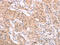 ADAM Metallopeptidase Domain 11 antibody, CSB-PA072901, Cusabio, Immunohistochemistry frozen image 