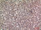 BCL2 Associated Athanogene 3 antibody, STJ97239, St John
