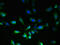 G Protein-Coupled Receptor 18 antibody, CSB-PA614525LA01HU, Cusabio, Immunofluorescence image 