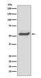 Alpha-1-antitrypsin antibody, M00720-1, Boster Biological Technology, Western Blot image 