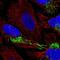 Coproporphyrinogen Oxidase antibody, NBP2-58431, Novus Biologicals, Immunofluorescence image 