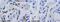 Low Density Lipoprotein Receptor antibody, ab30532, Abcam, Immunohistochemistry paraffin image 