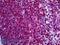 Neutrophil Cytosolic Factor 1 antibody, LS-B5698, Lifespan Biosciences, Immunohistochemistry frozen image 