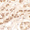 Dispatched RND Transporter Family Member 3 antibody, A11929-1, Boster Biological Technology, Immunohistochemistry frozen image 