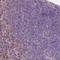 Semaphorin 4A antibody, NBP2-49588, Novus Biologicals, Immunohistochemistry frozen image 