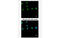Nuclear Receptor Subfamily 2 Group F Member 1 antibody, MBS835209, MyBioSource, Immunofluorescence image 