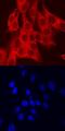 Aryl Hydrocarbon Receptor antibody, AF6697, R&D Systems, Immunofluorescence image 