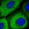 WD Repeat Domain 6 antibody, HPA042622, Atlas Antibodies, Immunofluorescence image 