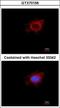 Mitochondrial Poly(A) Polymerase antibody, GTX70156, GeneTex, Immunocytochemistry image 