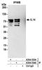 Taxilin Alpha antibody, A304-534A, Bethyl Labs, Immunoprecipitation image 