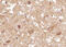 Neurotrophic Receptor Tyrosine Kinase 2 antibody, GTX00804, GeneTex, Immunohistochemistry paraffin image 