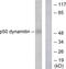Dynactin Subunit 2 antibody, LS-C118546, Lifespan Biosciences, Western Blot image 
