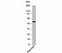 Serine/threonine-protein kinase Sgk1 antibody, N1120-100UG, NSJ Bioreagents, Western Blot image 