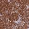 TBC1 Domain Family Member 20 antibody, NBP1-92478, Novus Biologicals, Immunohistochemistry frozen image 