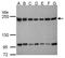 TATA-binding protein-associated factor 172 antibody, GTX106359, GeneTex, Western Blot image 