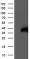 Nudix Hydrolase 18 antibody, LS-C786620, Lifespan Biosciences, Western Blot image 