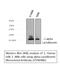 Lactalbumin Alpha antibody, STJ96986, St John