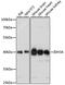 Isocitrate Dehydrogenase (NAD(+)) 3 Alpha antibody, 15-650, ProSci, Western Blot image 