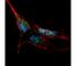 Kruppel Like Factor 4 antibody, F48147-0.4ML, NSJ Bioreagents, Immunofluorescence image 