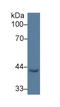 Early Growth Response 3 antibody, LS-C293723, Lifespan Biosciences, Western Blot image 