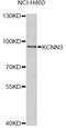 Potassium Calcium-Activated Channel Subfamily N Member 3 antibody, STJ27878, St John