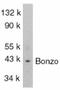 C-X-C Motif Chemokine Receptor 6 antibody, LS-C279, Lifespan Biosciences, Western Blot image 