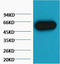 Tubulin Beta 3 Class III antibody, STJ97017, St John