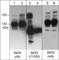 iNOS antibody, NP4091, ECM Biosciences, Western Blot image 