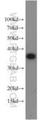 Eukaryotic Translation Initiation Factor 3 Subunit I antibody, 11287-1-AP, Proteintech Group, Western Blot image 