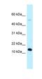 Adenylate Kinase 8 antibody, orb325816, Biorbyt, Western Blot image 