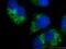 GABA Type A Receptor Associated Protein Like 1 antibody, 11010-1-AP, Proteintech Group, Immunofluorescence image 
