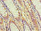 CD2 Molecule antibody, A57021-100, Epigentek, Immunohistochemistry paraffin image 