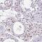 BTB Domain Containing 10 antibody, NBP2-38558, Novus Biologicals, Immunohistochemistry frozen image 