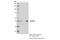 Cytochrome P450 Family 2 Subfamily D Member 6 antibody, 73867S, Cell Signaling Technology, Immunoprecipitation image 