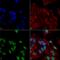 Glial Cell Derived Neurotrophic Factor antibody, LS-C775935, Lifespan Biosciences, Immunocytochemistry image 