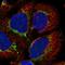 Alanine--tRNA ligase antibody, HPA061396, Atlas Antibodies, Immunofluorescence image 