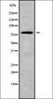 Striatin 4 antibody, orb337861, Biorbyt, Western Blot image 