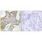 Isoleucyl-TRNA Synthetase 2, Mitochondrial antibody, PA5-49883, Invitrogen Antibodies, Immunohistochemistry paraffin image 