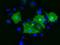 Protogenin antibody, NBP2-02745, Novus Biologicals, Immunocytochemistry image 